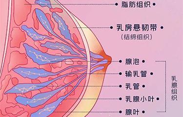 懸韌帶修複儀如何修複胸部懸韌帶？搭配按摩手法效果更好？